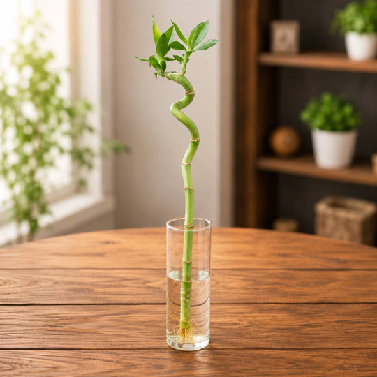 bamboo spiral stick 40 cm ( set of 2 )