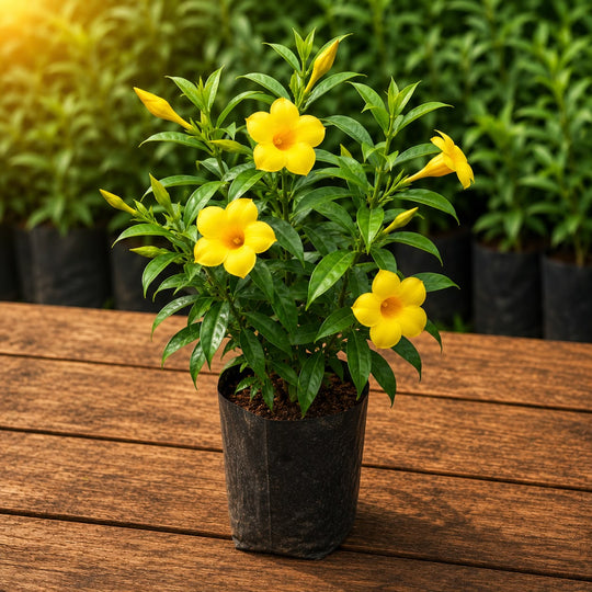 Yellow Alamanda