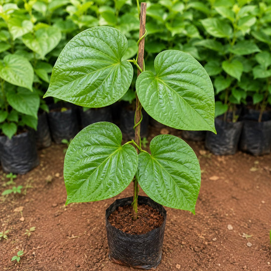 Betel vine / vetrilai