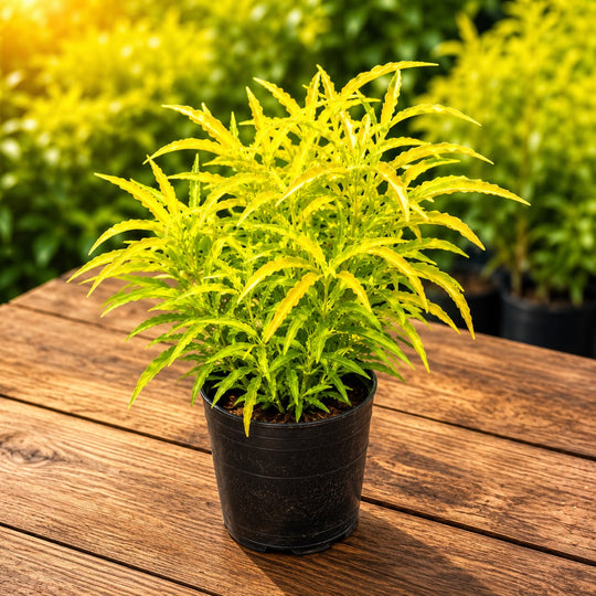 Golden croton