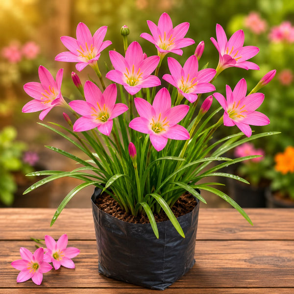 Pink rainlilly