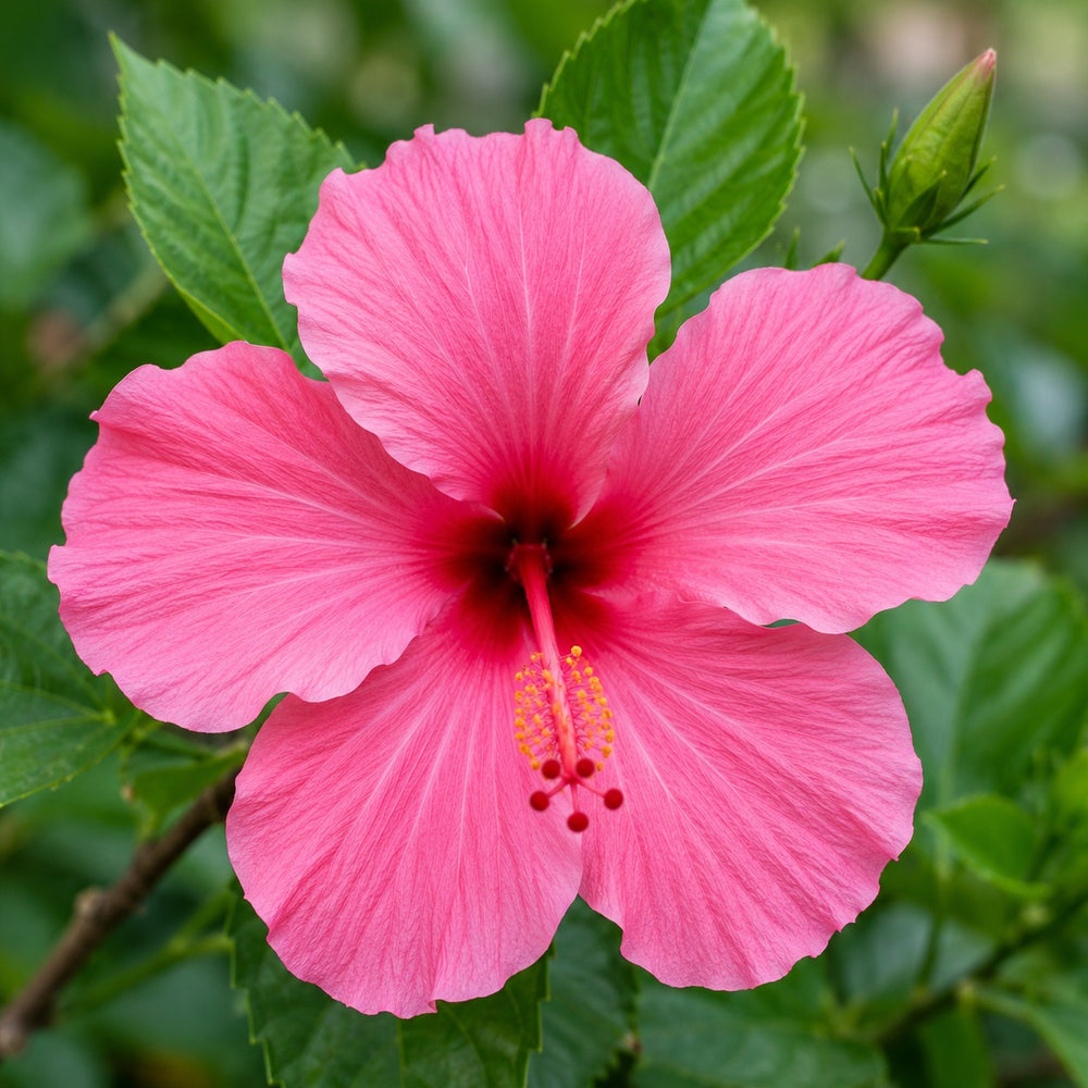 Nattu sembaruthi pink