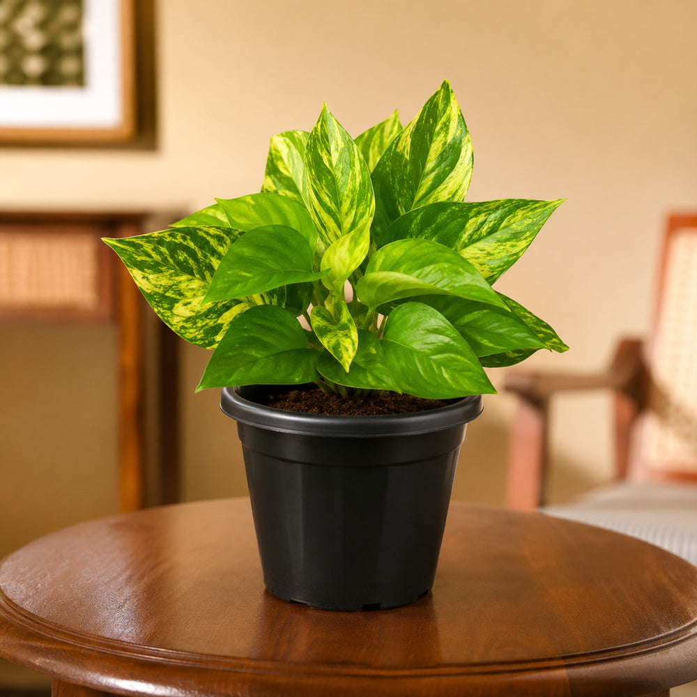 Money plant green with yellow (small size)