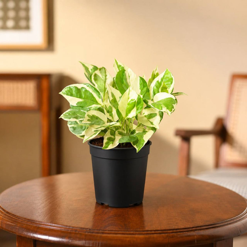 Enjoy pothos | money plant