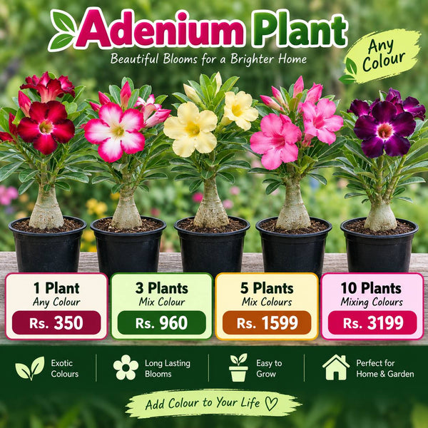 Adenium Flower combo