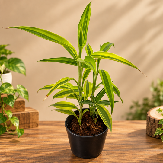 BAMBOO PLANT VARIGATED