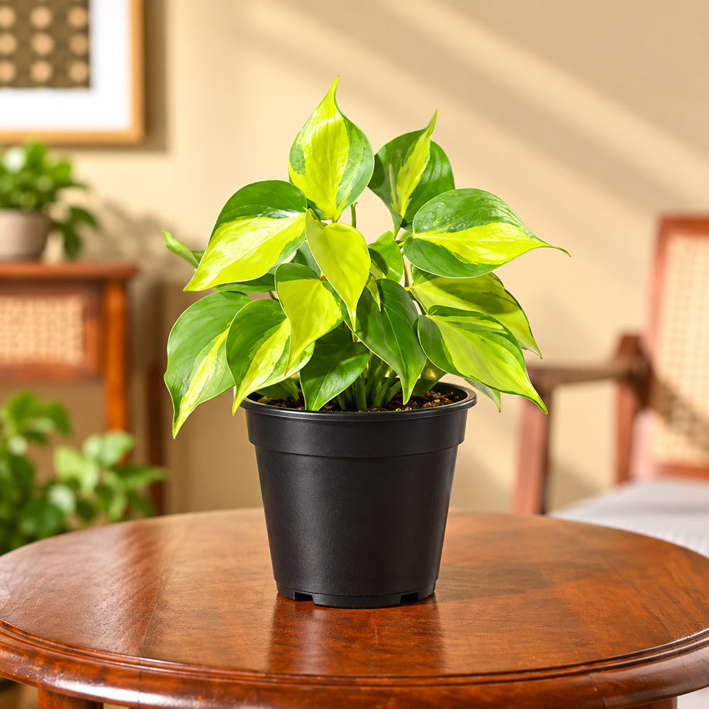 oxicardium varigated plant