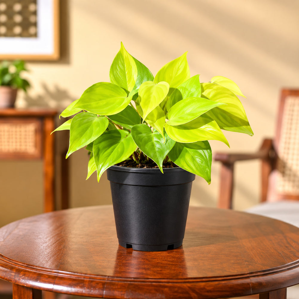 oxicardium plant gold