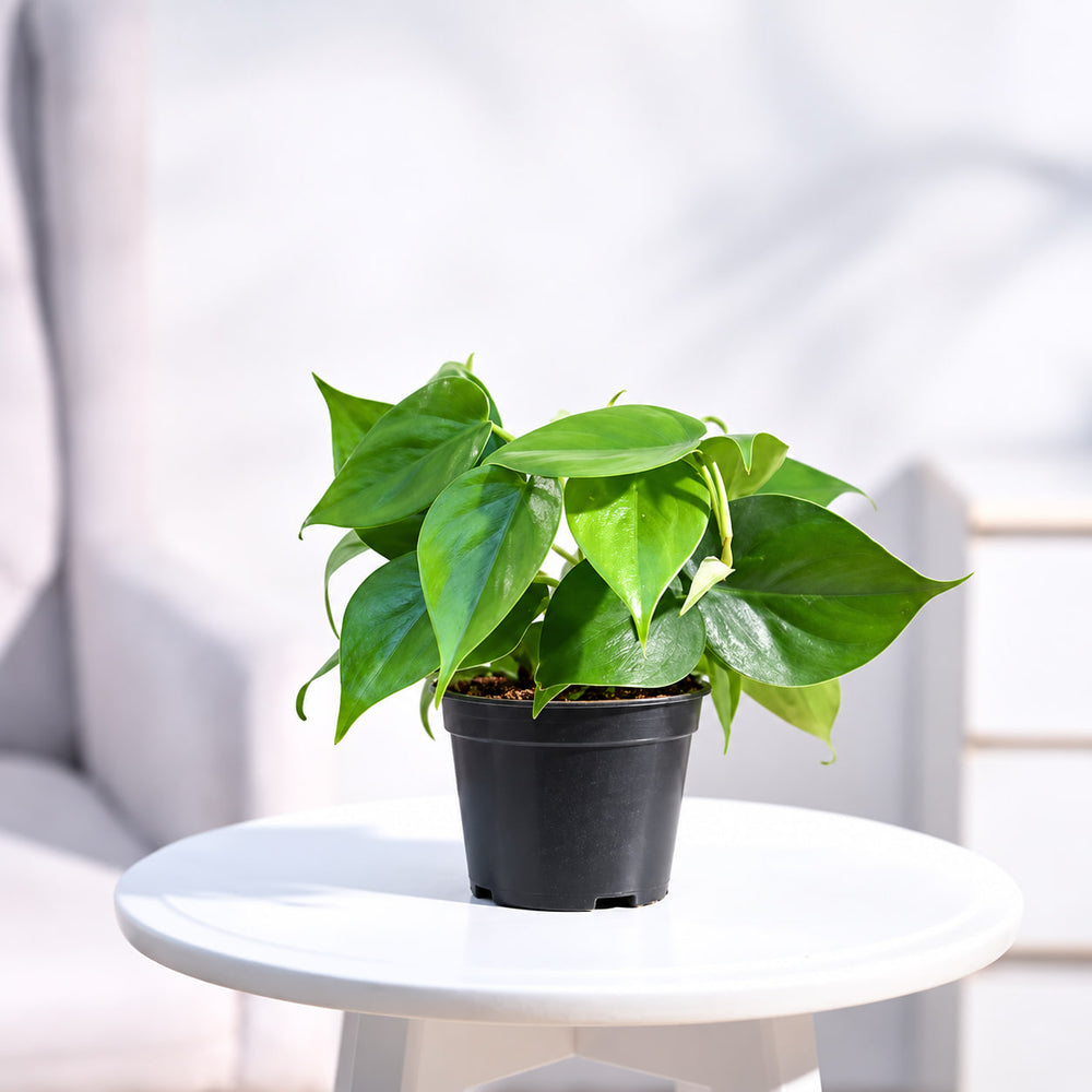 oxicardium plant green