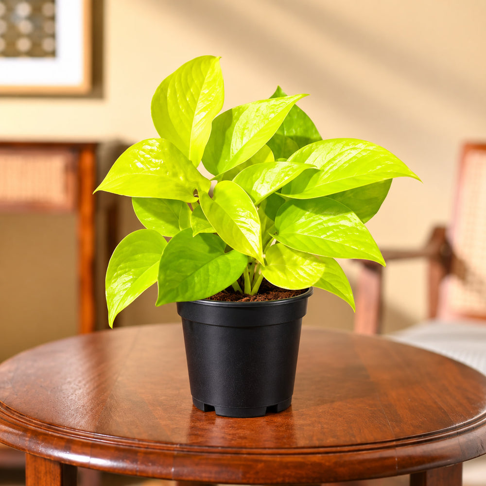 Money plant gold