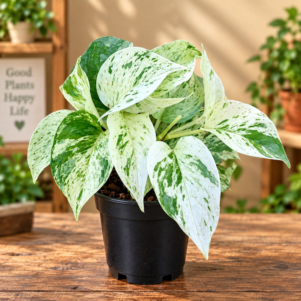 MONEY PLANT I MARBLE POTHOS I
