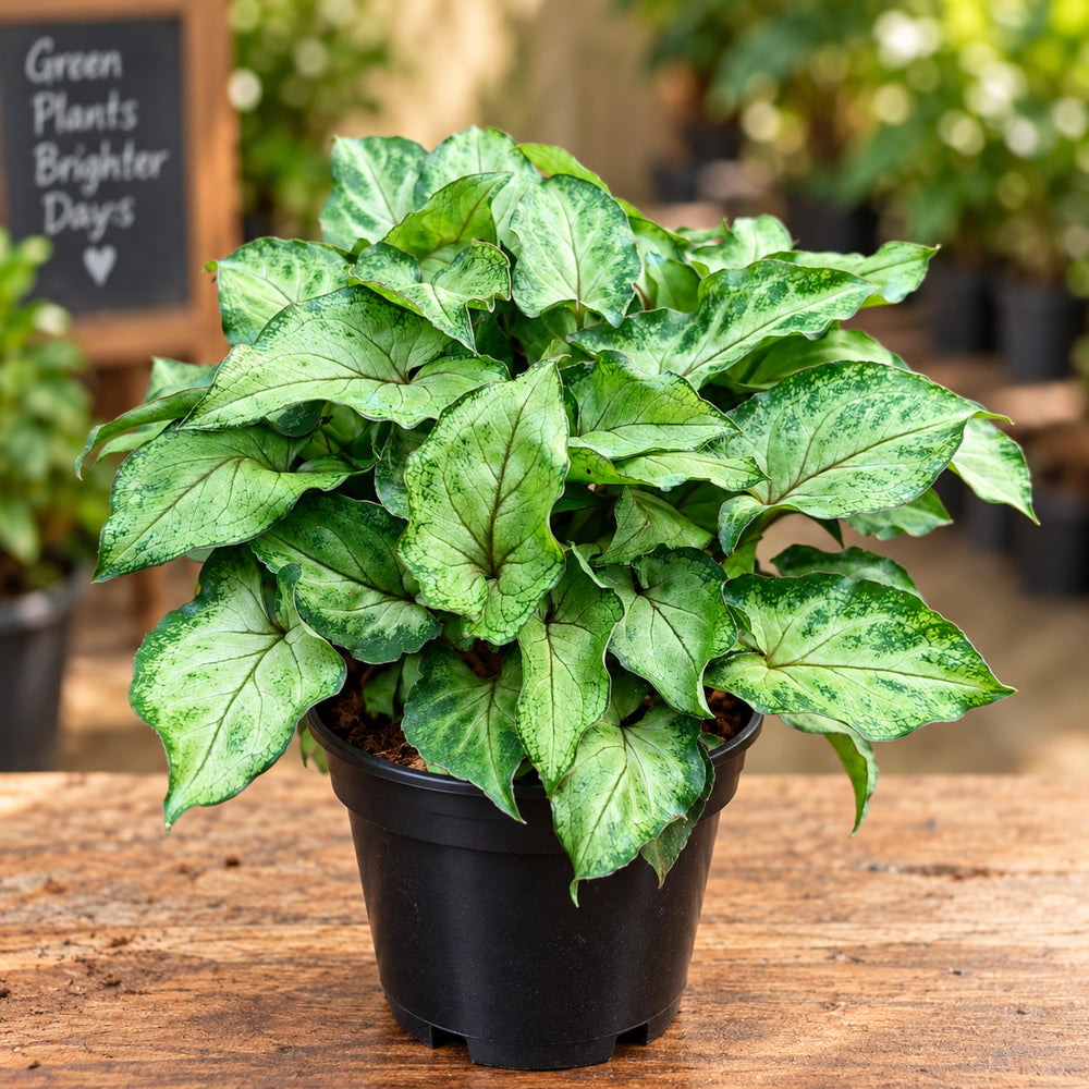 SYNGONIUM GREEN MINIATURE