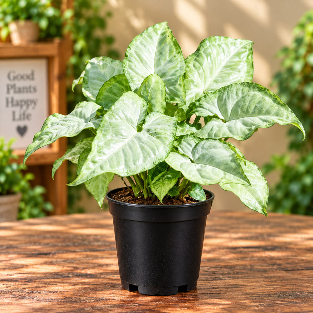 SYNGONIUM WHITE
