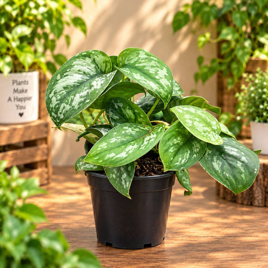 SILVER SATIN POTHOS