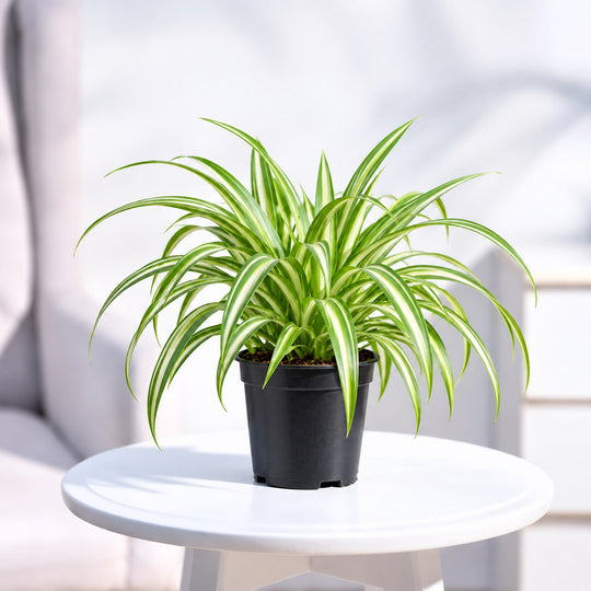 SPIDER PLANT (SET OF 2 )
