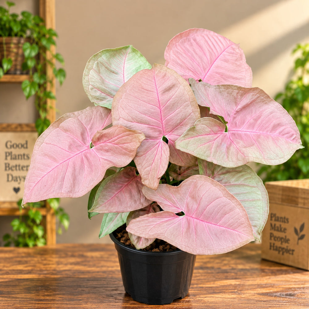 SYNGONIUM PINK