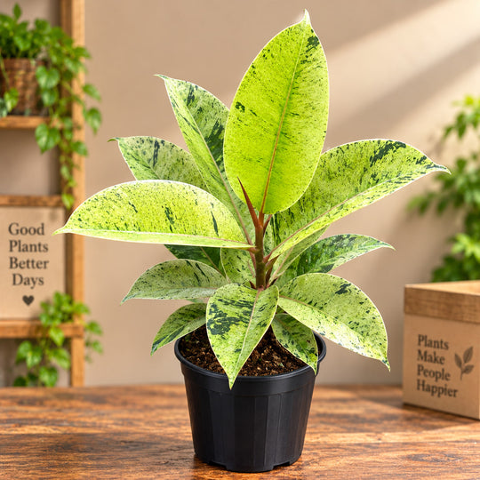 RUBBER GREEN PLANT