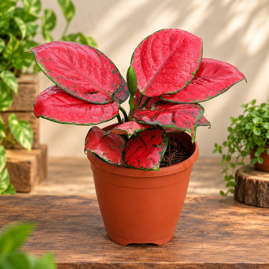 AGLAONEMA PINK