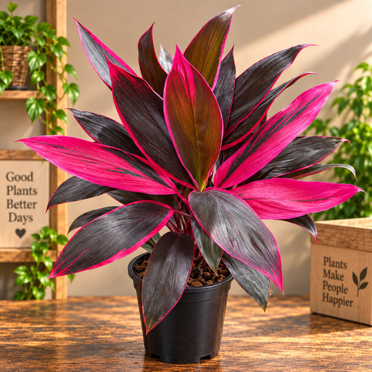 Dracena mahatma (set of 2 plants)