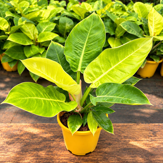 Philodendron moon (Medium size )
