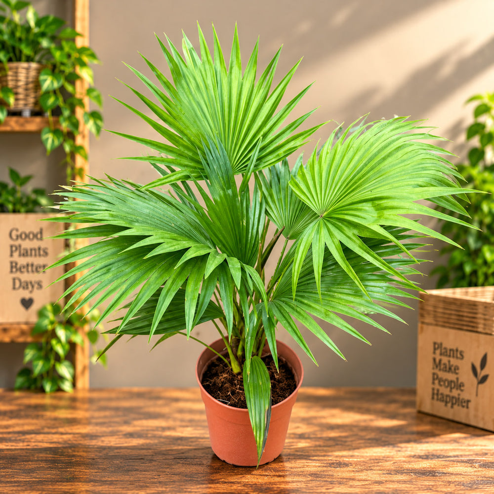 Table palm
