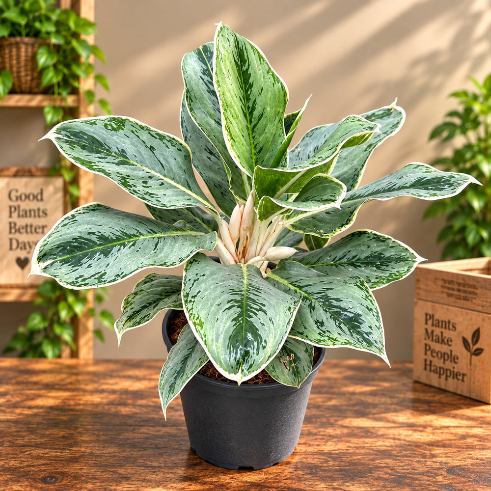 BUTTERFLY AGLONEMA (MEDIUM SIZE )