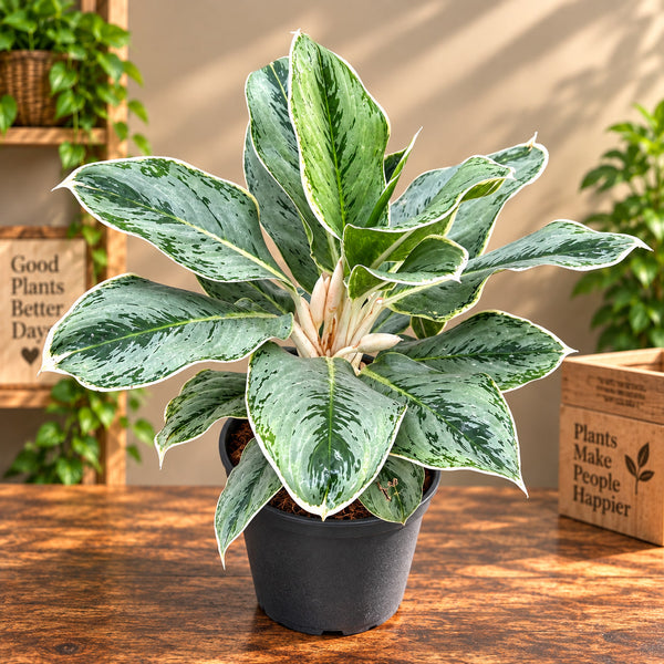 BUTTERFLY AGLONEMA (MEDIUM SIZE )