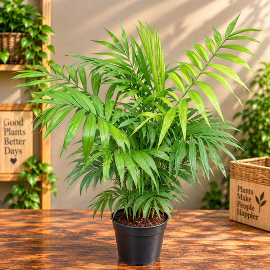 KING PALM
