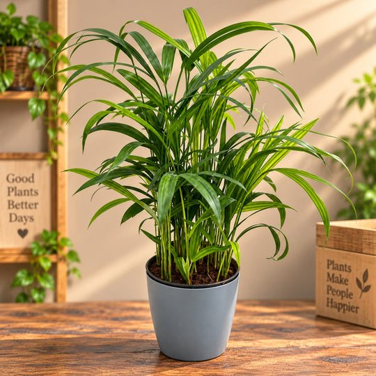 ARECA PALM SMALL