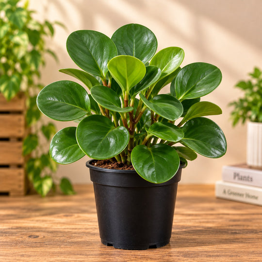 Peperomia round leaf