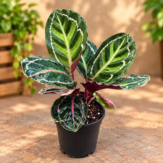 calathiea ( Round leaf )