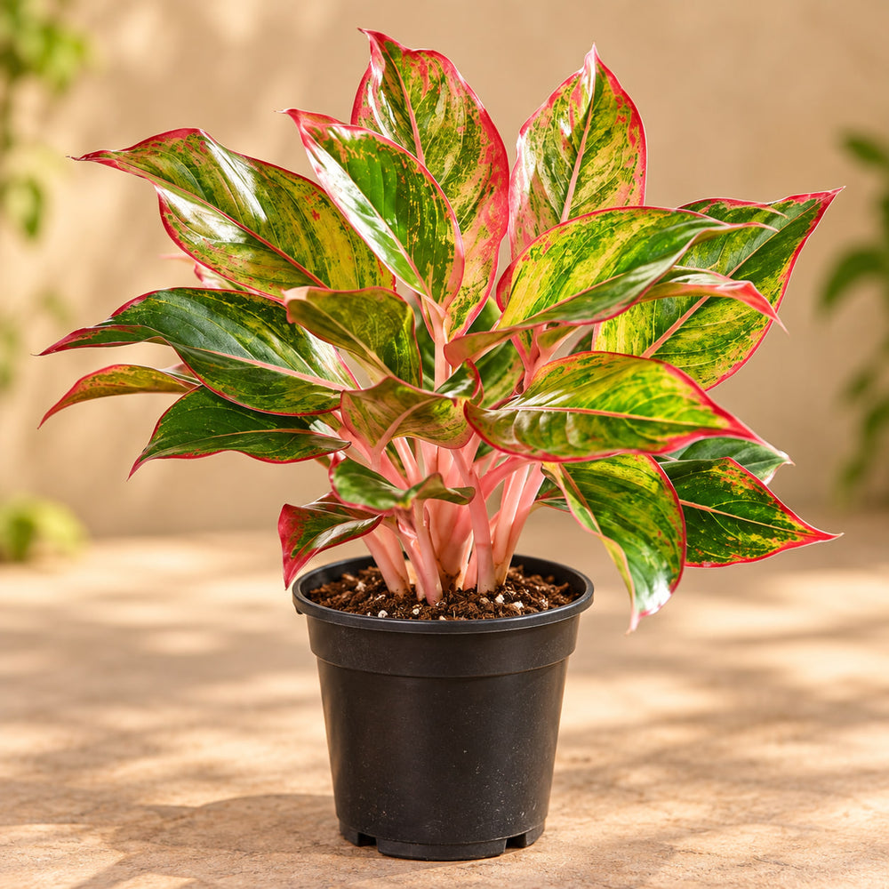 Aglaonema lipstick