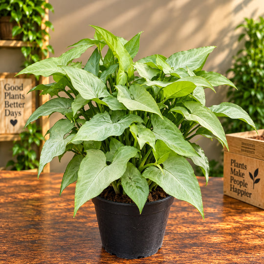 SYNGONIUM NARROW LEAF WHITE