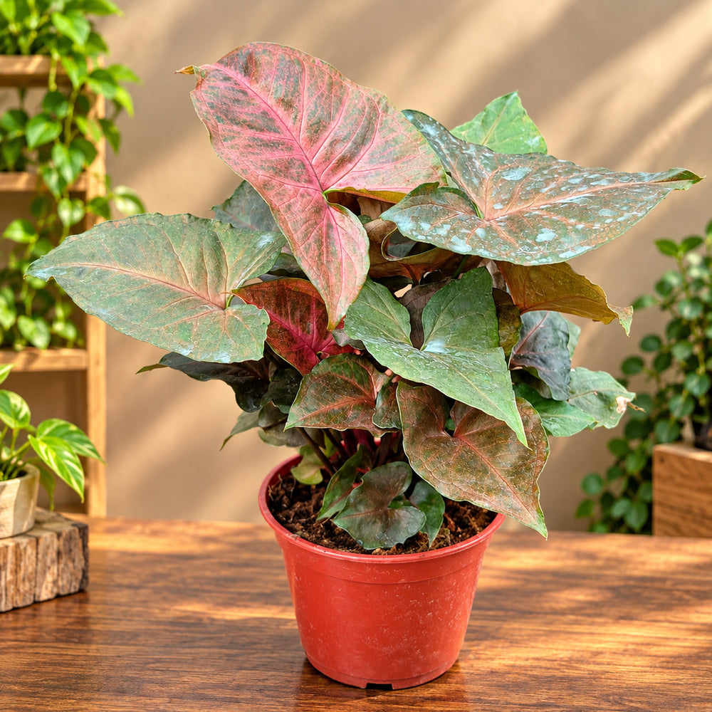 SYNGONIUM CHOCOLATE COLOUR