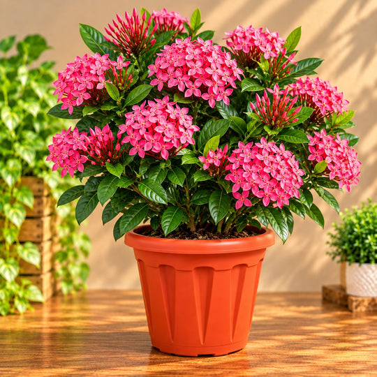 Ixora pink ( all time flower )