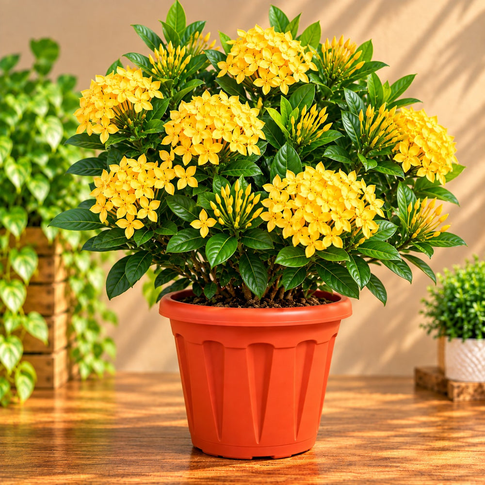 ixora yellow |All time Flower |