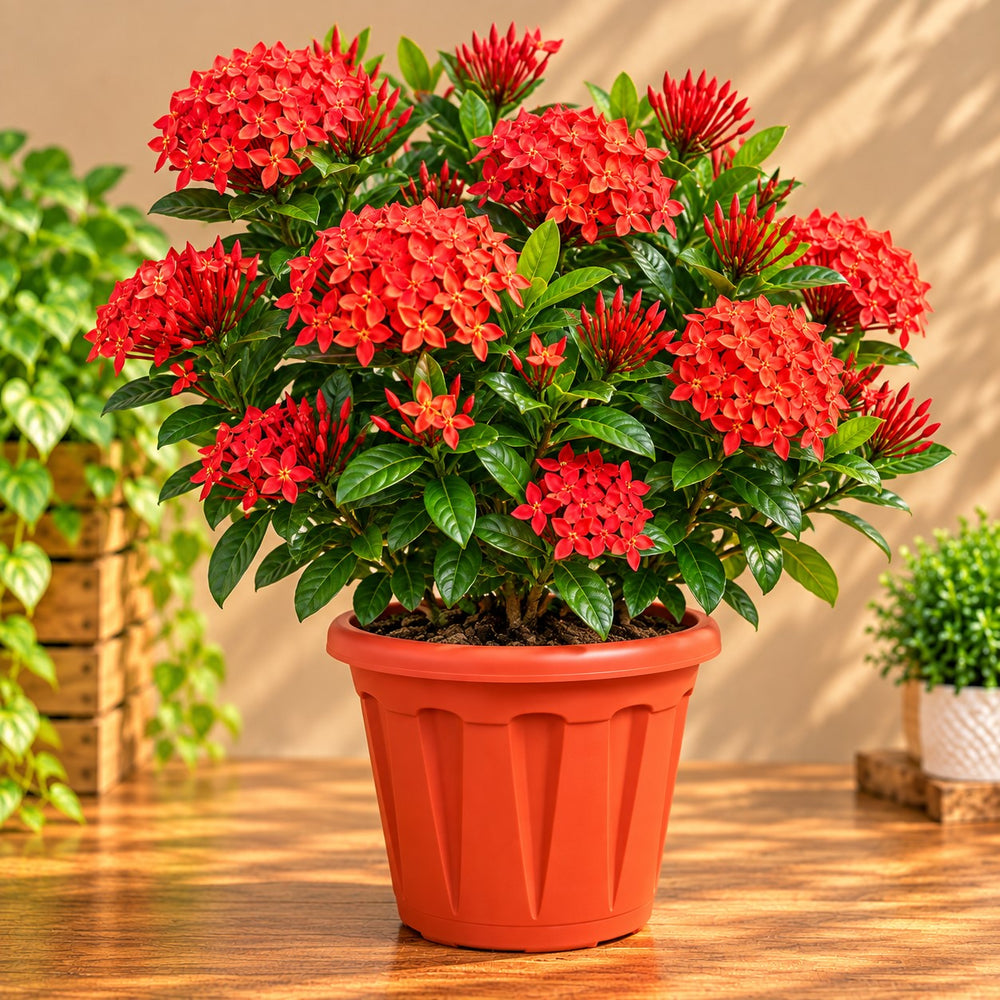 Ixora Red ( All time flower )