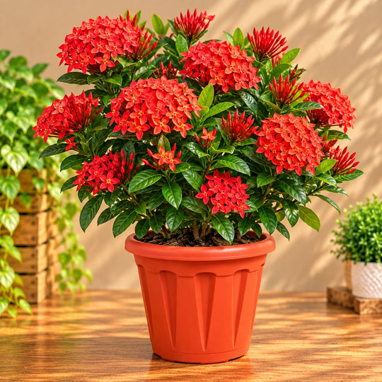 Ixora Red ( All time flower )
