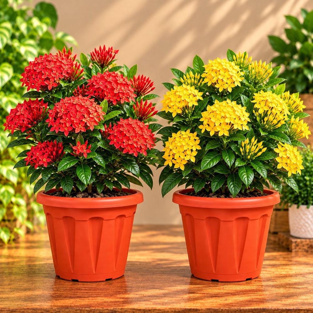 Ixora dwarft ( set of 2 ) any 2 colour