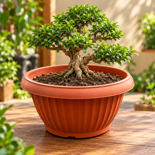 Bonsai pot brown colour ( set of 4 )