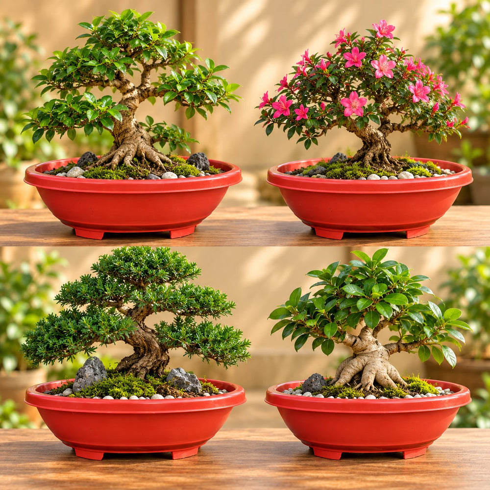 BONSAI POT OVAL SHAPE