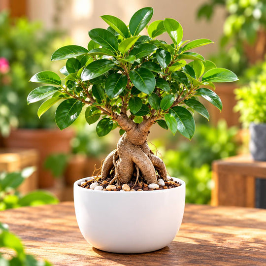 FICUS BONSAI