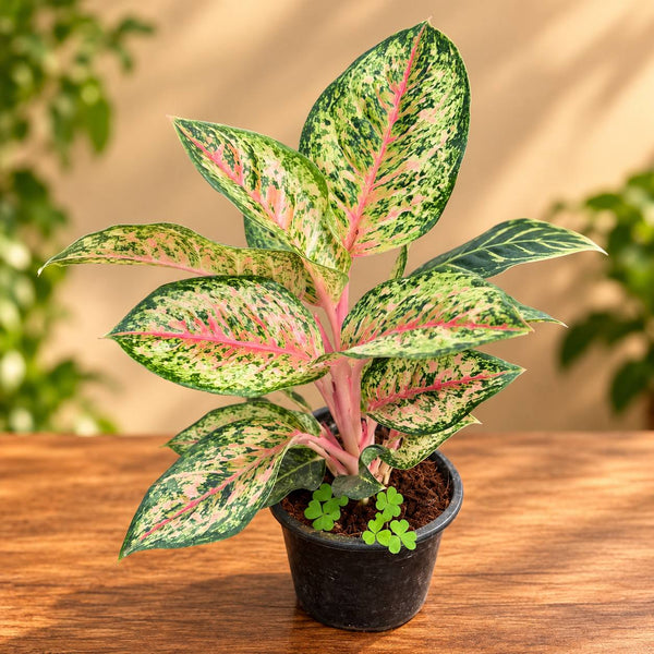 agloenema green with pink | premium variety