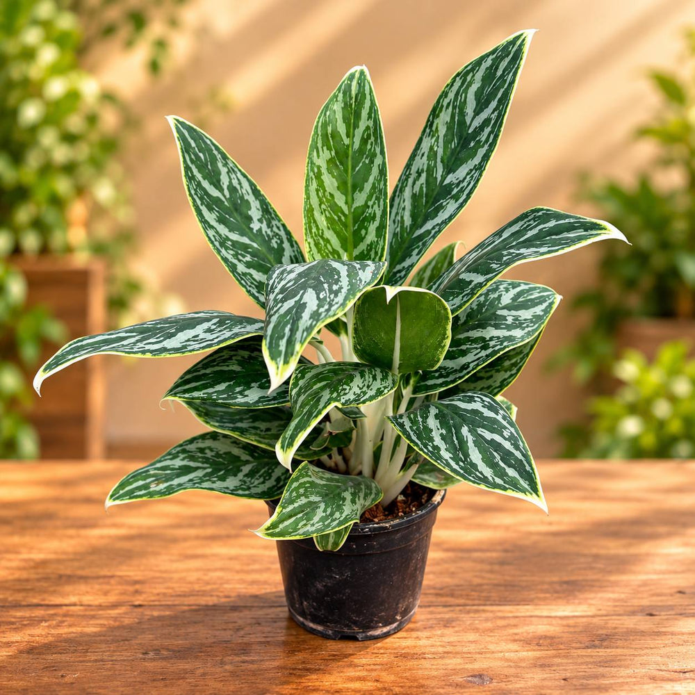 Butterfly agloenema | Dark green variety