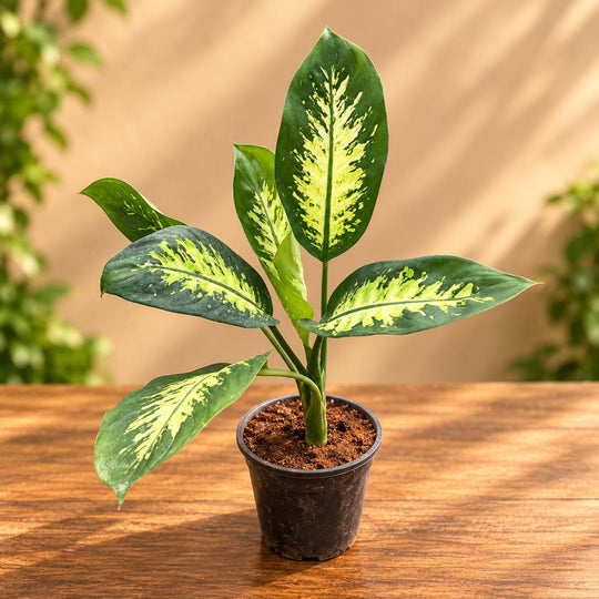 Dieffenbachia | Green & Yellow Variegated
