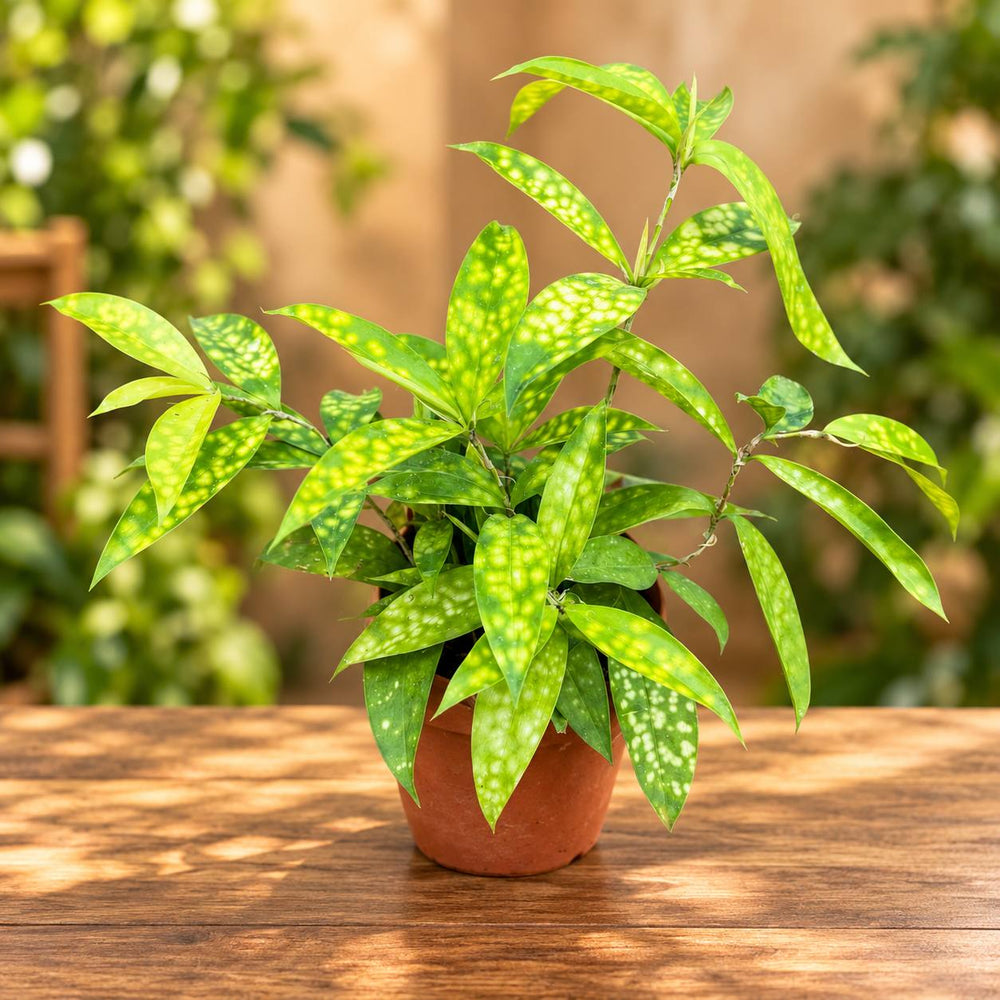 Gold dust dracaena