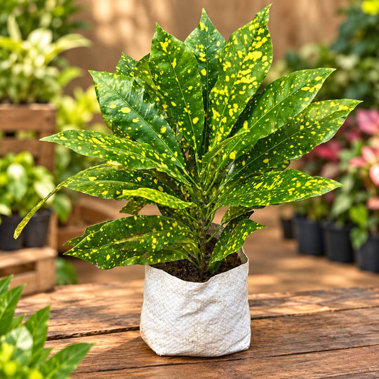 Yellow croton