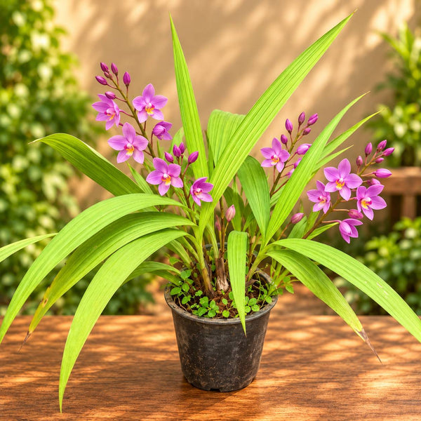 Ground orchids flower