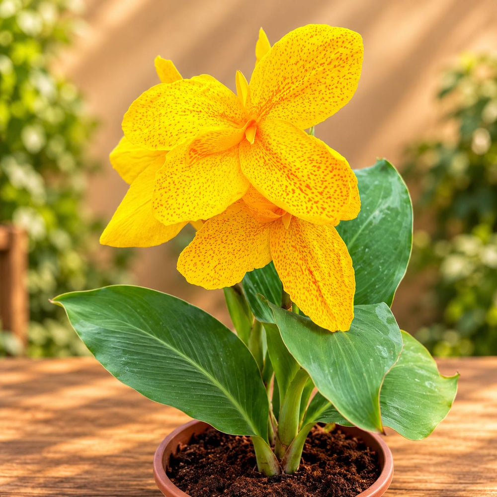 Canna lilly Yellow  Colour