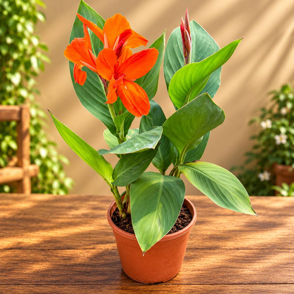 Canna  lilly red colour